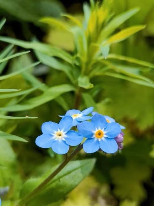 Vergeet me nietjes, 7 voor 5 euro , nu planten, Jardin & Terrasse, Plantes | Jardin, Annuelle, Autres espèces, Mi-ombre, Printemps