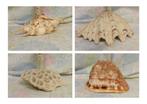 Lot de 4 coquillages de collection, Ophalen of Verzenden, Schelp(en)