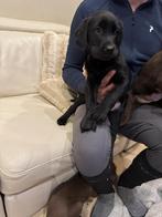 Lieve, sociale labradors pups!, Dieren en Toebehoren, Honden | Retrievers, Spaniëls en Waterhonden, België, Fokker | Hobbymatig