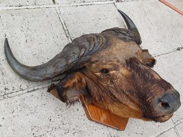 Groot antiek gemummificeerd hoofd waterbuffel beschikbaar voor biedingen