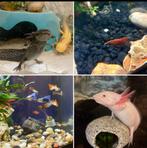 Looking for extra aquarium gear, Ophalen