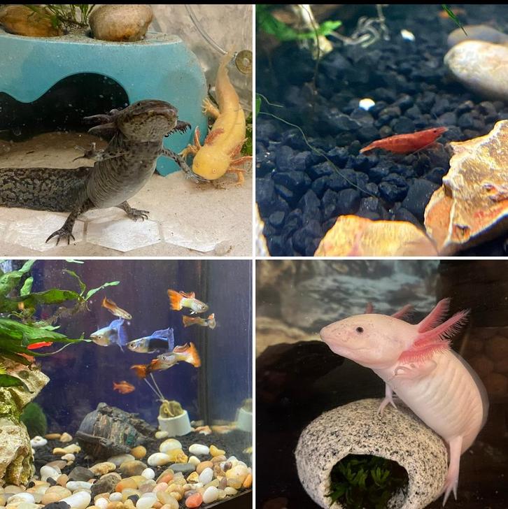 Looking for extra aquarium gear, Dieren en Toebehoren, Vissen | Aquaria en Toebehoren, Ophalen