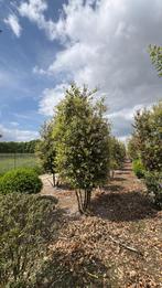Quercus ilex steeneiken meerstammig in maten leverbaar, Tuin en Terras, Ophalen of Verzenden