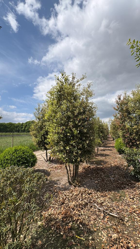 Quercus ilex steeneiken meerstammig in maten leverbaar, Tuin en Terras, Planten | Bomen, Ophalen of Verzenden