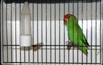 TARANTA Koppels en losse vogels, Animaux & Accessoires, Oiseaux | Perruches & Perroquets, Bagué, Perroquet nain ou Inséparable