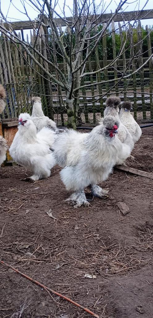 2 zijdehoen haantjes, Dieren en Toebehoren, Pluimvee