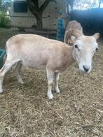 Ooi wiltshire horn, Dieren en Toebehoren, Schapen, Geiten en Varkens, Vrouwelijk, Schaap, 3 tot 5 jaar