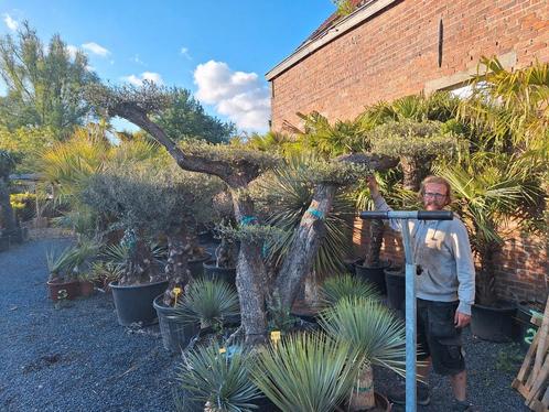 Grote Plateauolijf, Tickets en Kaartjes, Recreatie | Dierentuinen