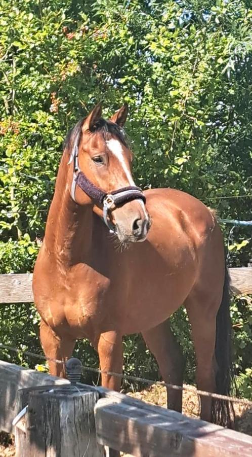BWP-ruin – 8 jaar – 1m68, Dieren en Toebehoren, Paarden, Ruin, L, 165 tot 170 cm, 7 tot 10 jaar, Springpaard, Met stamboom