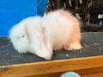 Teddy widder ram, Mannelijk, Klein, Hangoor, 0 tot 2 jaar