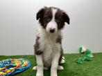 Border Collie puberpups, Dieren en Toebehoren, Honden | Herdershonden en Veedrijvers, België, 15 weken tot 1 jaar, CDV (hondenziekte)