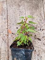 Begonia dregei, Huis en Inrichting, Kamerplanten, Ophalen of Verzenden, Halfschaduw, Bonsai