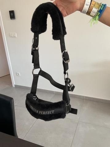 Pony halster beschikbaar voor biedingen