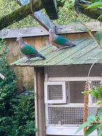 Groenvleugelduifjes, Dieren en Toebehoren, Vogels | Duiven