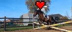 C pony, Animaux & Accessoires, Chevaux, Jument, Moins de 160 cm, 3 à 6 ans, Cheval de saut