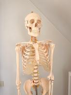 Anatomisch skelet, Diversen, Ophalen, Gebruikt