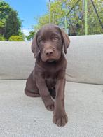 labrador pups, Dieren en Toebehoren, België, Fokker | Hobbymatig, 8 tot 15 weken, Labrador retriever