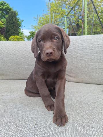 chiots labrador, 8 à 15 semaines, Labrador retriever, Plusieurs, Éleveur | Loisir