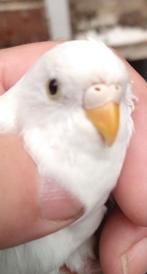 Witte pop 2025, Dieren en Toebehoren, Vogels | Parkieten en Papegaaien, Vrouwelijk, Parkiet