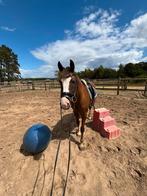 Halve stal regio Rillaar