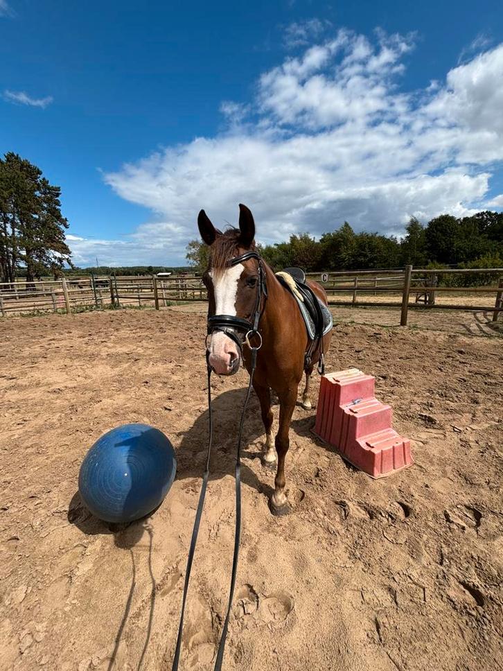 Halve stal regio Rillaar, Dieren en Toebehoren, Paarden