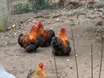 Kippen, Dieren en Toebehoren, Pluimvee, Mannelijk