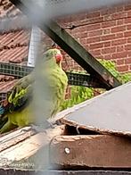 Bergparkieten, Meerdere dieren, Parkiet, Geringd
