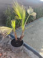 Washingtonia Filifera, Tuin en Terras, Planten | Bomen, Ophalen, In pot