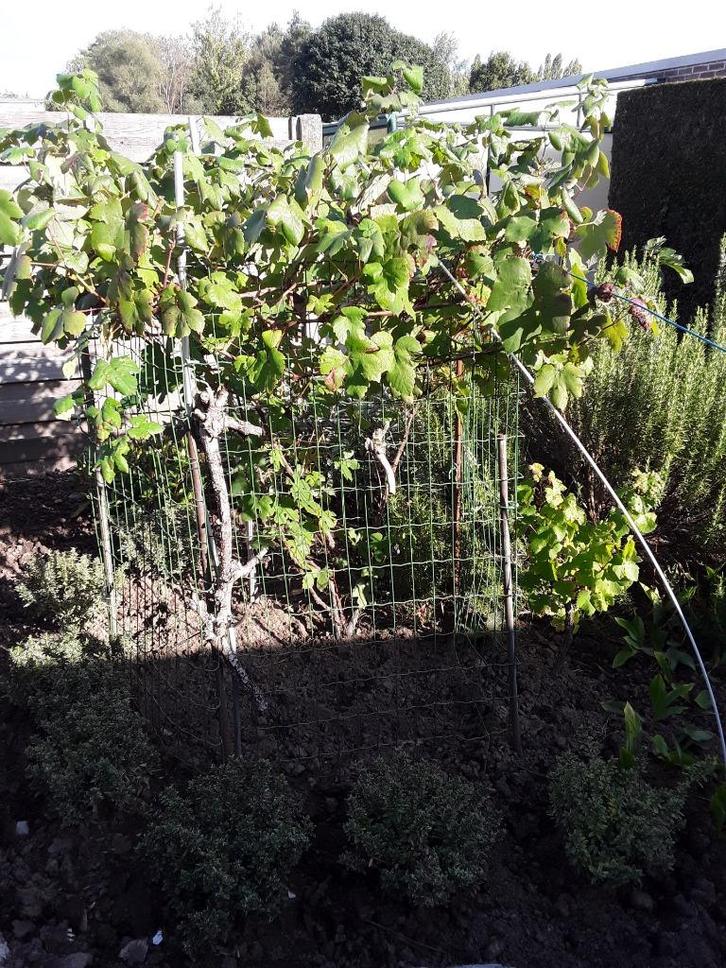 druivelaar vinis vitifera, Tuin en Terras, Planten | Fruitbomen, Overige soorten, 100 tot 250 cm, Volle zon, Zomer, Ophalen