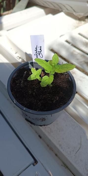 Algerijnse Chai Mint beschikbaar voor biedingen
