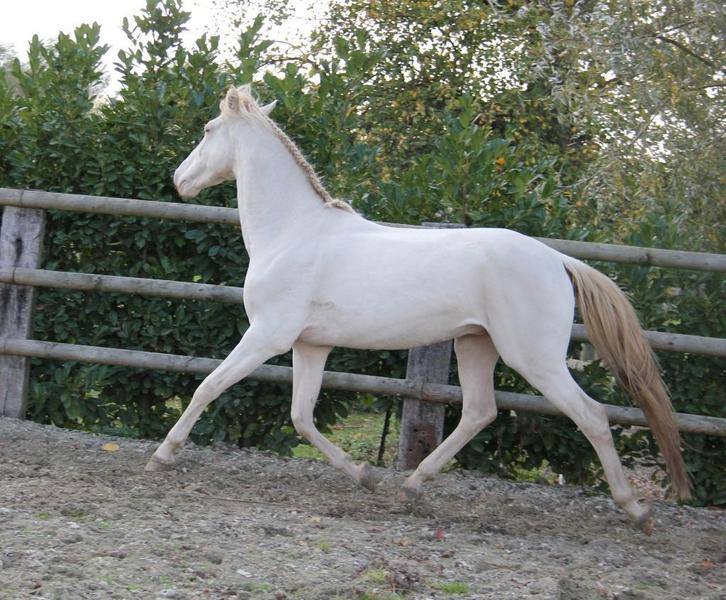 Prachtig Lusitaanse PSL-papier, Dieren en Toebehoren, Paarden, Ruin, L, Minder dan 160 cm, 3 tot 6 jaar, Dressuurpaard, Met stamboom