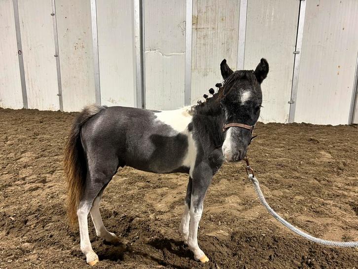 Mini paardje 2025, Dieren en Toebehoren, Pony's, Hengst, Niet van toepassing, 0 tot 2 jaar, Met stamboom, Gechipt, Ontwormd