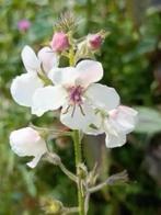 Verbascum blattaria / mottenkruid, laatste potjes, Volle zon, Tweejarig, Zomer, Ophalen