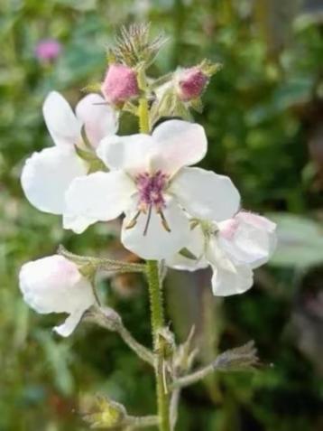 Verbascum blattaria / mottenkruid, laatste potjes beschikbaar voor biedingen