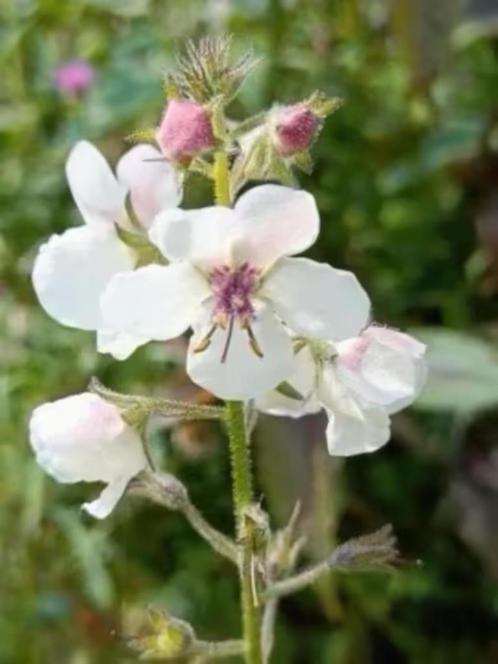 Verbascum blattaria / mottenkruid, laatste potjes, Tuin en Terras, Planten | Tuinplanten, Tweejarig, Overige soorten, Volle zon