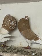 Horsman kropper, Dieren en Toebehoren, Vogels | Duiven, Kropper