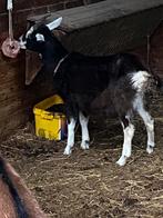 Melk geit, Animaux & Accessoires, Moutons, Chèvres & Cochons, Chèvre