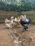 BRAHMA GROOTHOENDER, verschillende kleuren, Dieren en Toebehoren