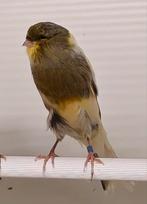 Yorkshire kanaries poppen, Dieren en Toebehoren, Vogels | Kanaries, Vrouwelijk, Postuurkanarie