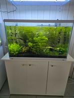Aquarium superfish 150 liter, Ophalen, Zo goed als nieuw