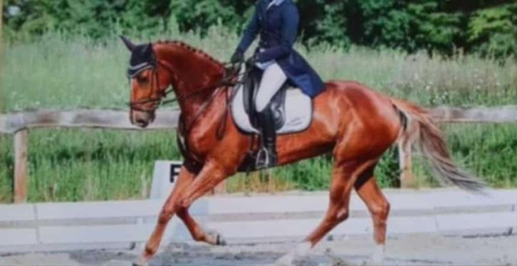 Jument pleine 2026, Dieren en Toebehoren, Paarden, Merrie, L, Met stamboom, Gechipt, Ontwormd, Ingeënt