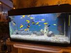 Aquarium 80 liter met warm watervissen en toebehoren, Dieren en Toebehoren, Gebruikt, Ophalen