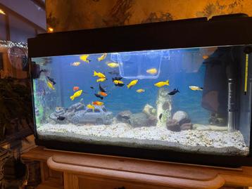 Aquarium 80 liter met warm watervissen en toebehoren 