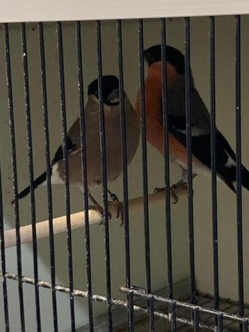 Koppel noordse goudvinken wildkleur beschikbaar voor biedingen
