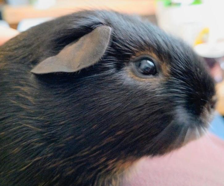 Cavia gladhaar Black & Tan beertje te koop, Dieren en Toebehoren, Knaagdieren, Mannelijk, Cavia, Oktober, Tam