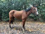 Braaf 5 jarig recreatie paard, Dieren en Toebehoren, Paarden, Ruin
