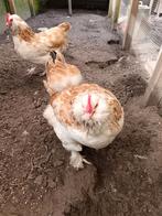Broedeieren duitse faverolles, Dieren en Toebehoren, Geslacht onbekend, Kip