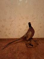 Opgezette fazant taxidermie, Antiek en Kunst, Ophalen