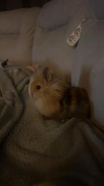 Lapin nain avec cage à vendre, Enlèvement, Cage, Lapin