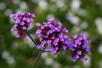 10 zaden Verbena bonariensis - ijzerhard, Tuin en Terras, Bloembollen en Zaden, Verzenden, Zaad